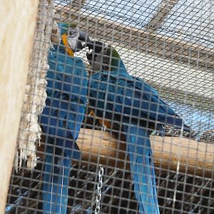 Blue-and-gold macaws (Ara ararauna), 2022-06-28