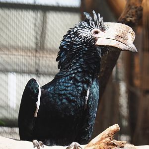 Silvery-cheeked hornbill (Bycanistes brevis), 2022-06-28