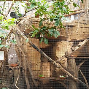 Northern Luzon giant cloud rat exhibit, 2022-06-28