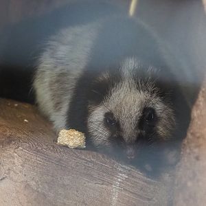 Northern Luzon giant cloud (Phloeomys pallidus), 2022-06-28