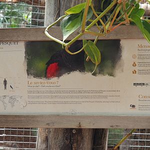 New signage style - Example for Pesquet's parrot, 2022-06-28