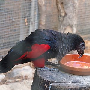 Pesquet's parrot (Psittrichas fulgidus), 2022-06-28