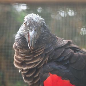 Pesquet's parrot (Psittrichas fulgidus), 2022-06-28