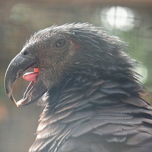 Pesquet's parrot (Psittrichas fulgidus), 2022-06-28