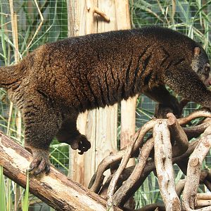 Sulawesi bear cuscus (Ailurops ursinus), 2022-06-28