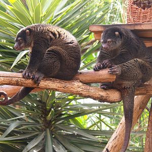 Sulawesi bear cuscuses (Ailurops ursinus), 2022-06-28