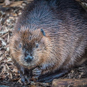 Ward the male American Beaver