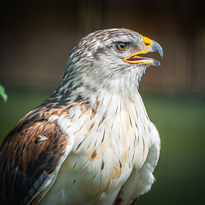 Rough-legged Buzzard