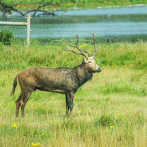 Père David's Deer