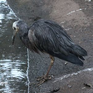 White-faced heron