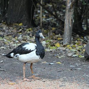Magpie goose