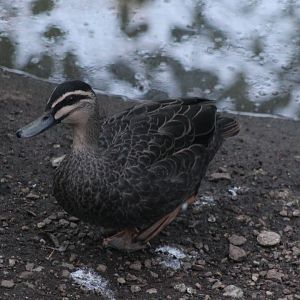 Australian black duck
