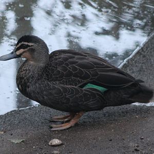 Australian black duck