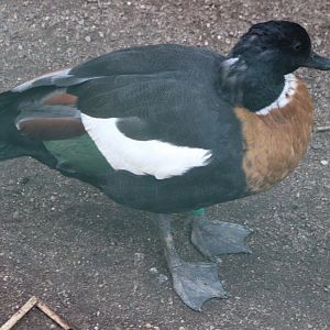 Australian shelduck