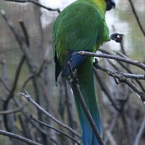 Horned parakeet