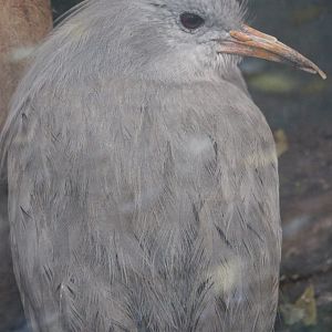 Kagu