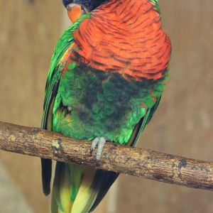 New Caledonian rainbow lorikeet