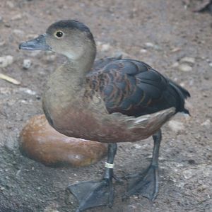 Lesser whistling duck