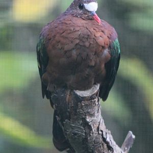 Emerald dove