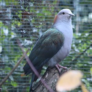 Chestnut-naped imperial pigeon