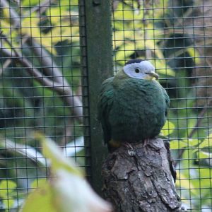 Black-naped fruit-dove