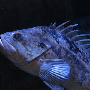 Brown Rockfish at Omaha Henry Doorly Zoo