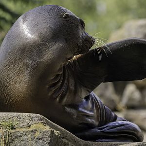 California Sea Lion