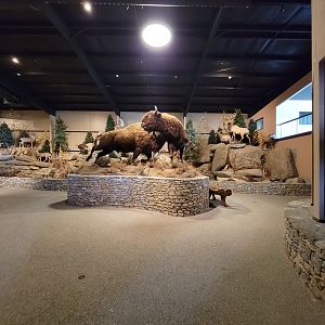 Action Wildlife - Inside entrance of building