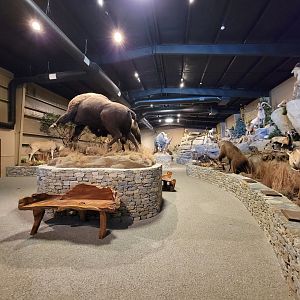 Action Wildlife - View lengthwise