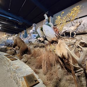 Action Wildlife - North American scenes