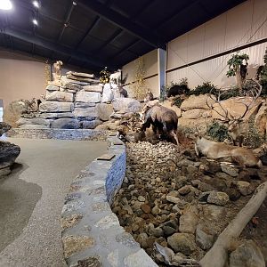 Action Wildlife - North American scenes