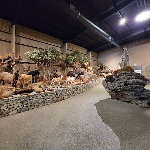 Action Wildlife - African scenes