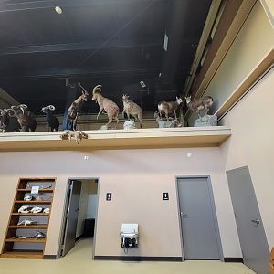 Action Wildlife - Side room, bathrooms