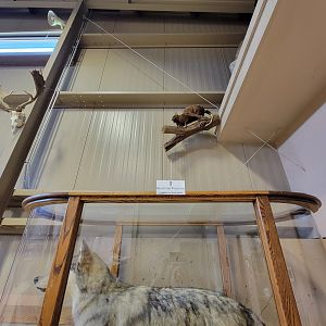 Action Wildlife - Side room, brushtail possum