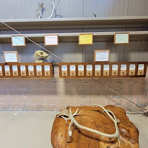 Action Wildlife - Side room