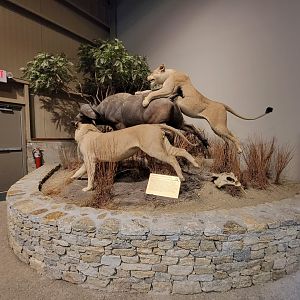 Action Wildlife - Lion hunt scene