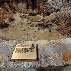 Action Wildlife - Duikers