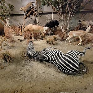 Action Wildlife - African scenes, including hartebeest