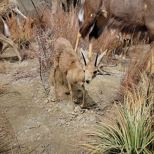 Action Wildlife - Steinbok