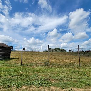 Action Wildlife - Bison yard
