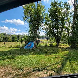 Action Wildlife - Elk yard