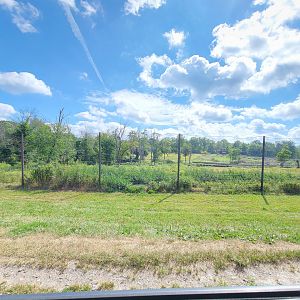 Action Wildlife - Elk yard, two were visible near the tree line