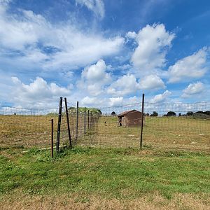 Action Wildlife - Red deer