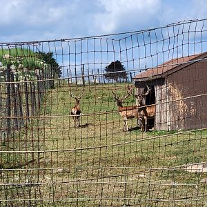 Action Wildlife - Red deer