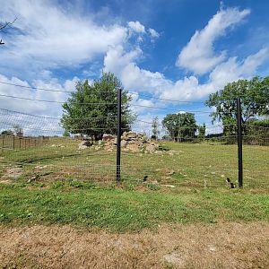 Action Wildlife - Empty yard