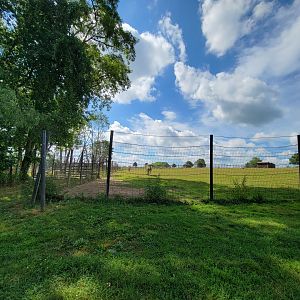 Action Wildlife - Pair of plains zebra