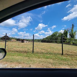 Action Wildlife - Row of empty yards