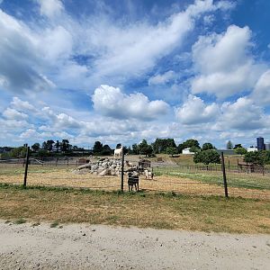 Action Wildlife - Domestic goats