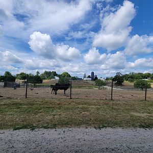 Action Wildlife - Belted cattle, calf