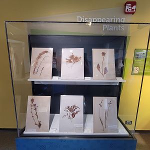 Ecotarium - Disappearing plants
